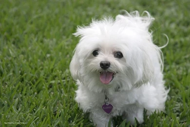 Latest Wallpapers Cute White Puppies   PowerballForLife