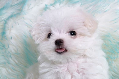 White Puppy With Cute Tongue Cute Wallpapers   PowerballForLife