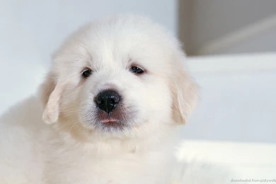 Download Cute White Puppy Wallpapers For Blackberry Playbook ...