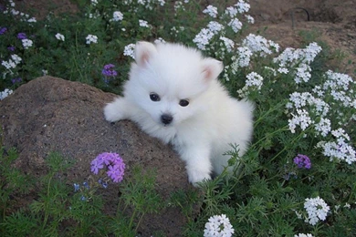 Cute White Puppies Wallpapers Hd Cute White Puppy Id Wallpho ...