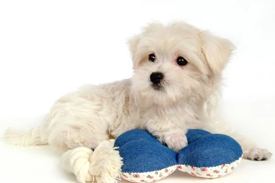 Fluffy Maltese Puppy Dogs   White Maltese Puppies Wallpapers ...