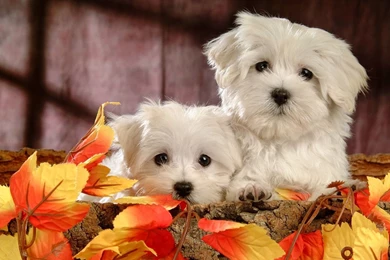 Top Lovely Puppy Wallpapers With Images For Pinterest