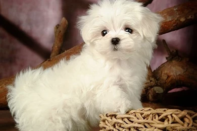 Top Fluffy Puppies Wallpaper Images For Pinterest