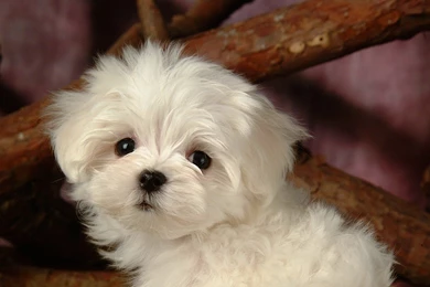 Fluffy Maltese Puppy Dogs   White Maltese Puppies Wallpapers ...