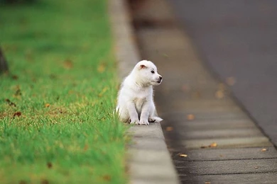 Cute Puppies Wallpaper: Cute White Puppies Wallpapers