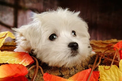 Fluffy Maltese Puppy Dogs   White Maltese Puppies Wallpapers ...
