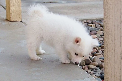 Cute Little Puppy Of American   PowerballForLife