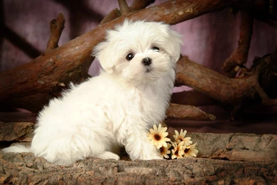 White Cute Puppy With Flower Wallpapers   PowerballForLife