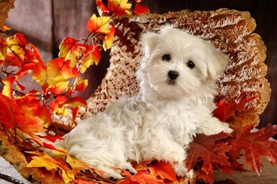 White Puppy Wallpapers And Images   Wallpapers, Pictures, Photos