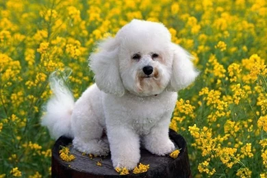 New: Images For Dog / Wallpapers / Cute / Funny / Beautiful Puppies