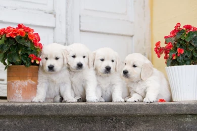 White Puppies Wallpapers HD Free Download Of Cute Puppies