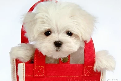 1920*1200 Furry Maltese Puppy   White Maltese Puppies Wallpapers 1 ...