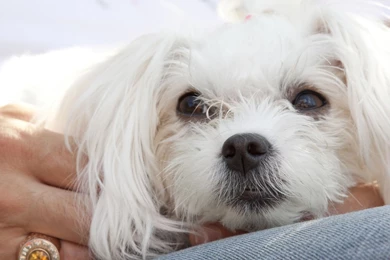 White Puppy 1920 X 1080 Wallpapers