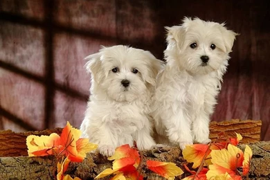1920*1200 White Furry Maltese Puppy Wallpapers 25   Wallcoo.net