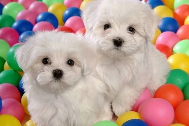 1600*1200 White Maltese Puppy   Maltese Maltese Puppies Wallpapers ...