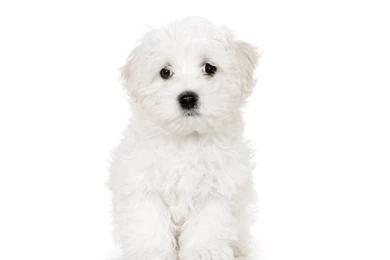 Dogs: Cute Maltese Animal White Puppy Dog High Quality Wallpapers ...