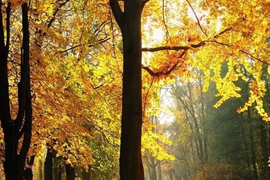 800 X 1280 Wallpapers