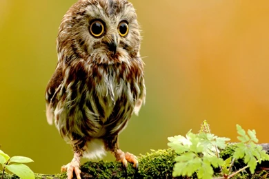 Wallpapers For Cute Owl Pattern Wallpapers