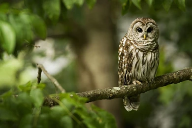 Barred Owl Computer Wallpapers, Desktop Backgrounds