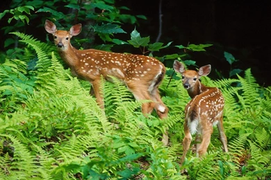 Animals Widescreen Wallpapers Animals 2757797 1280 800 Animal ...