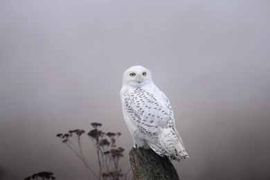 Snowy Owl Computer Wallpapers, Desktop Backgrounds