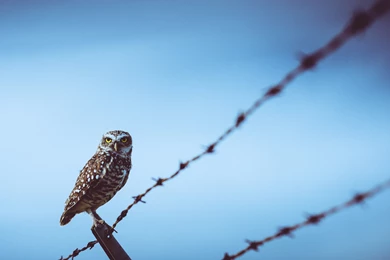 Owl Computer Wallpapers, Desktop Backgrounds