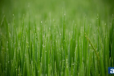 Adventure Journal – Wallpapers Wednesday: Rice Field, Vietnam
