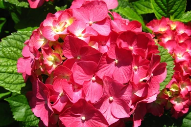 Flowers Wallpapers, Flower Photos, Exotic Flowers For Your Desktop ...