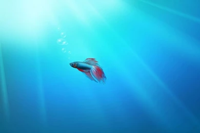 Computer: Windows 7 Ultimate, Picture Nr. 33454