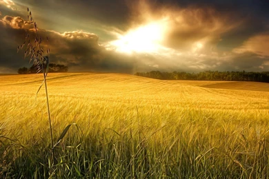 Download Pretty Nature Wallpapers 6654 1920x1200 Px High Resolution ...