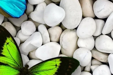 640x1136 Blue & Green Butterfly Iphone 5 Wallpapers