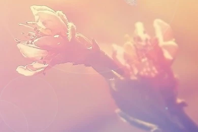 Butterfly iPhone 5s Wallpapers