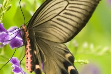 iPhone 4 Butterflies Wallpapers