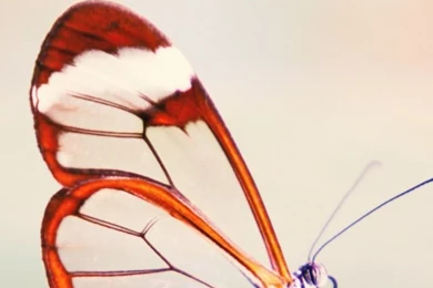 Butterfly iPhone 5s Wallpapers