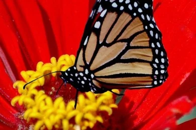 iPhone 4 Butterfly Wallpapers 12