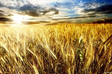 Free Wallpapers Free Nature Wallpapers Wheat Field 1 Wallpapers ...
