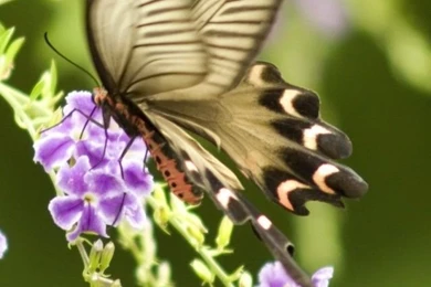 Butterfly iPhone 4s Wallpapers