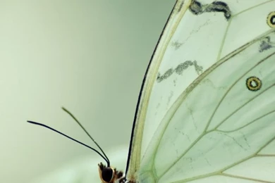 Butterfly iPhone 5 Wallpapers