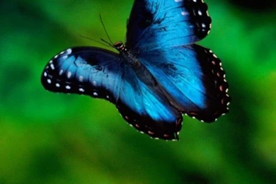 Blue Butterfly iPhone 4s Wallpapers Download