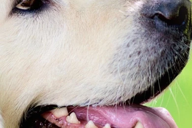 Wallpapers Iphone 5 S Dog And Butterfly 640 X 1136   640 X 1136 ...