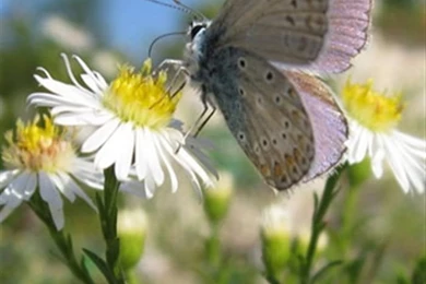 Iphone Wallpapers   Apple Iphone Wallpapers 320x480 Pixel For