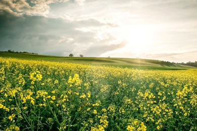 Landscape Wallpapers Archives   Free Full Hd Wallpapers For 1080p ...