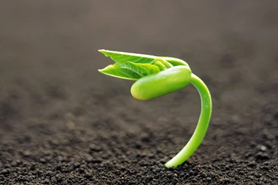 Download Wallpapers 1920x1080 Sprout, Earth, Grass, Plant Full HD ...