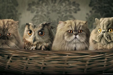 Download 1366x768 Owl Among Cats Wallpapers