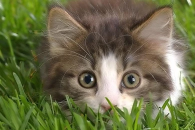 Free Cat Desktop Wallpapers 12 Free 3d Wallpapers