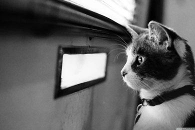 Waiting Cat HD Desktop Wallpapers : Widescreen : High Definition ...