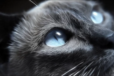 Eyes Cats Blue Animals The Cat Wallpapers