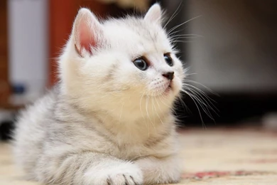 White Cute Cat Smile Wallpapers Download Wallpapers With 1366x768 ...