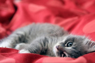 Cat Baby Hd Widescreen Backgrounds 1366x768 Hd Wallpapers Widescreen ...