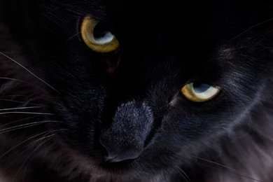 1366x768 Persian Black Cat Wallpapers